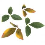 NOVRITSCH Leaf Camo – LC3