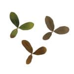 NOVRITSCH Leaf Camo – LC2